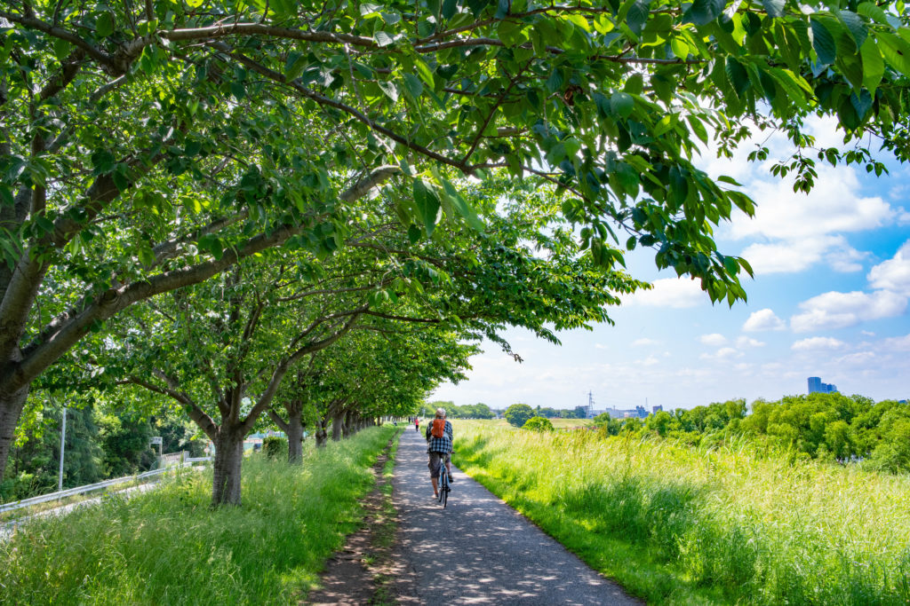 新緑の並木
