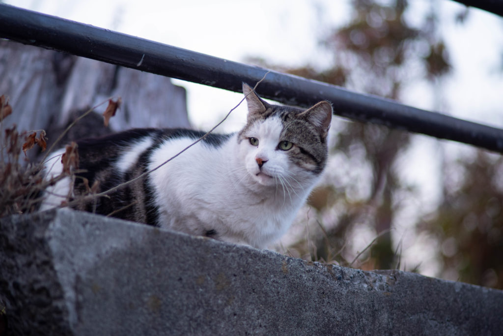 野良猫