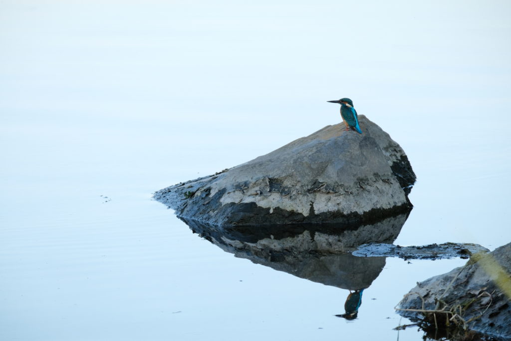 カワセミと多摩川